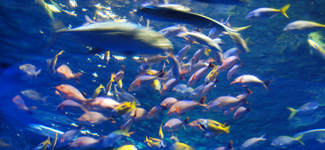 鳥羽水族館